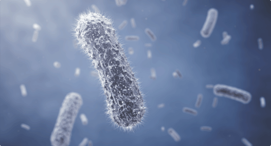 methanogen methane generating bacteria