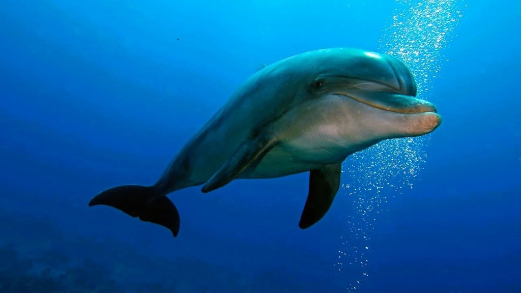 A Dolphin swimming in the ocean